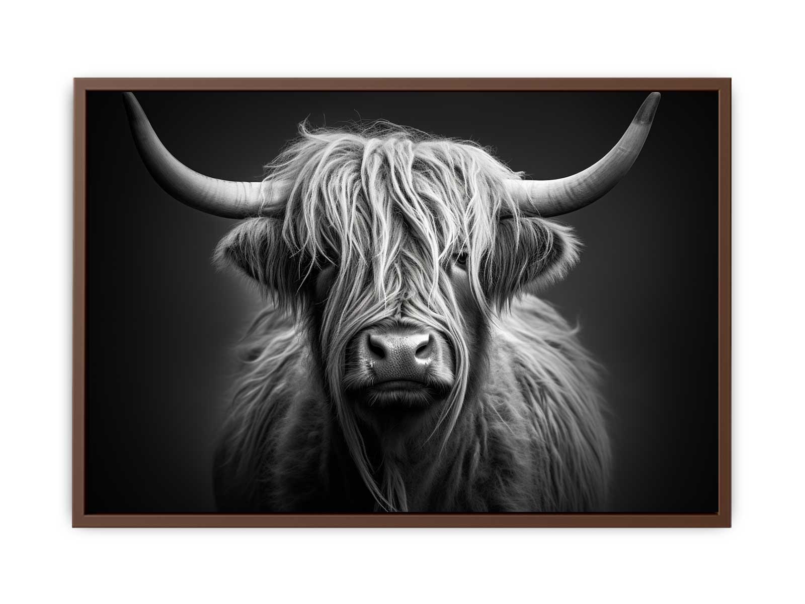 Black And White Highland  Cow-6