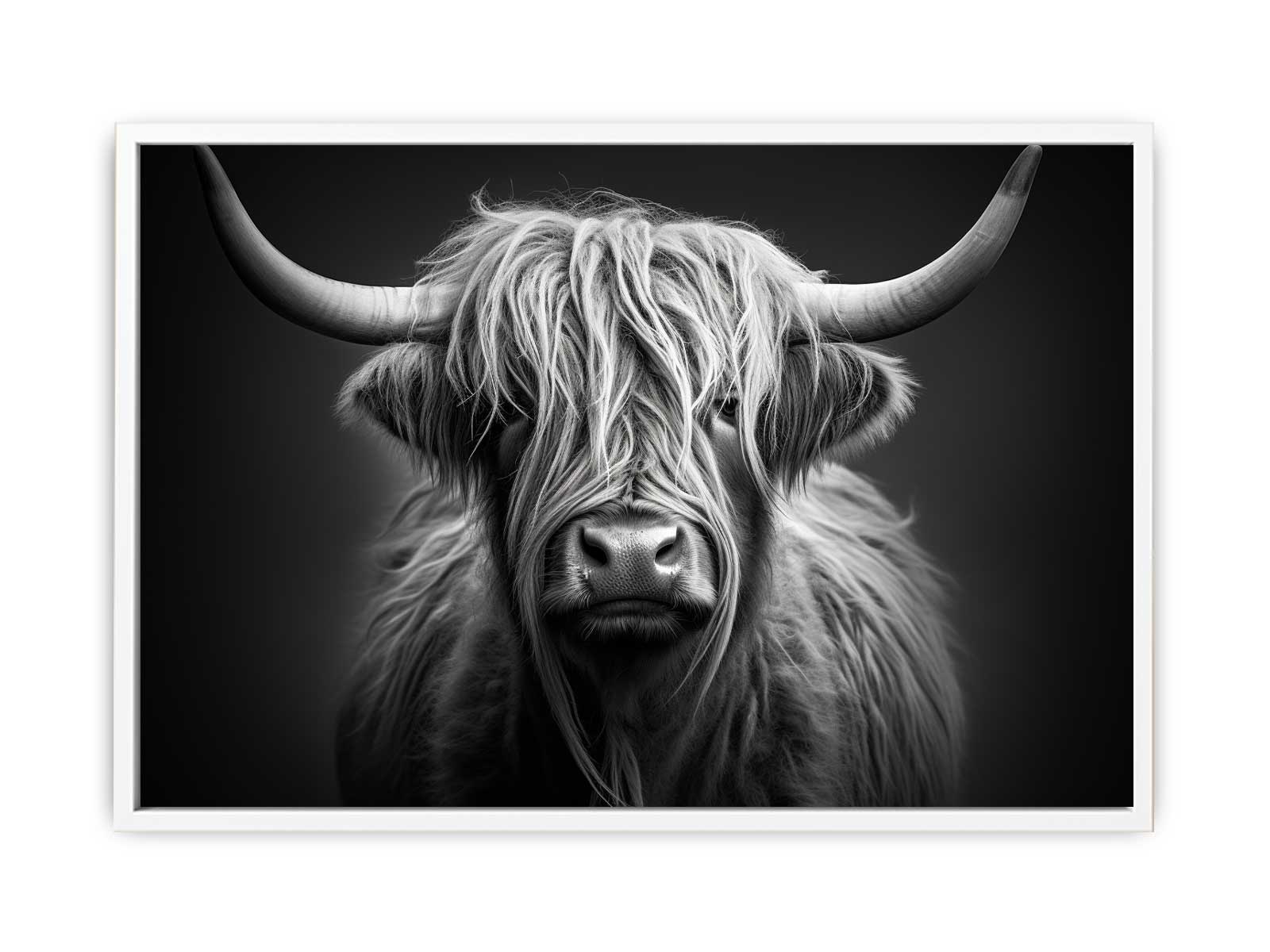 Black And White Highland  Cow-5