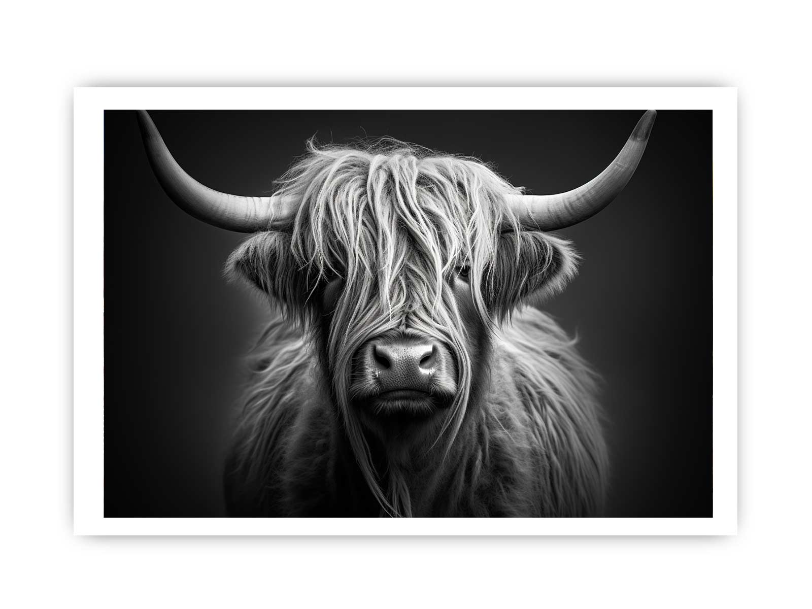Black And White Highland  Cow-8