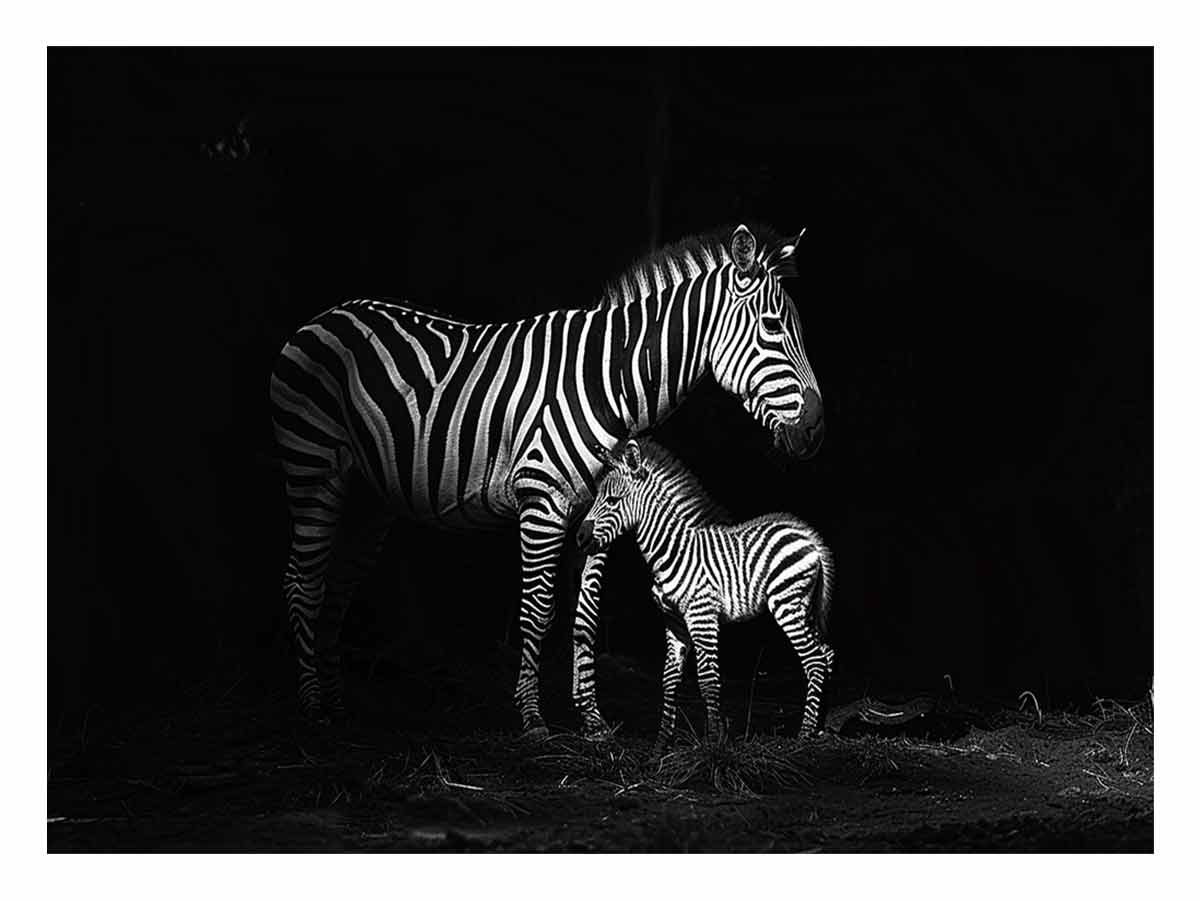 Zebra Mum & Baby black white Photography  Canvas Art Print-0