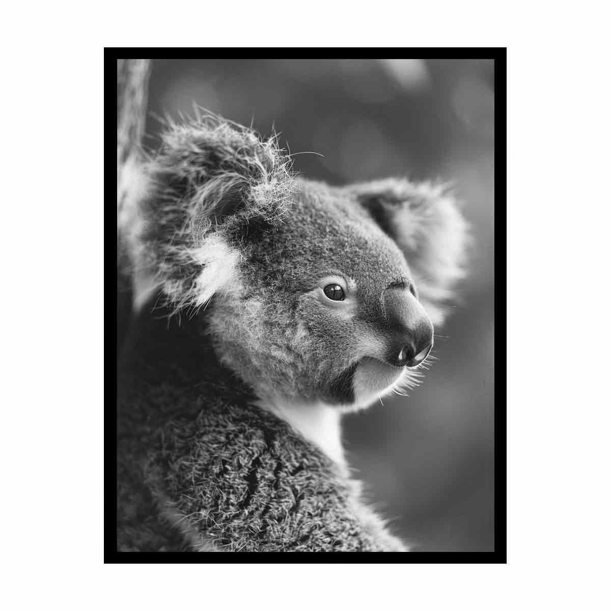 Baby Koala Canvas Art Print Photography art-4
