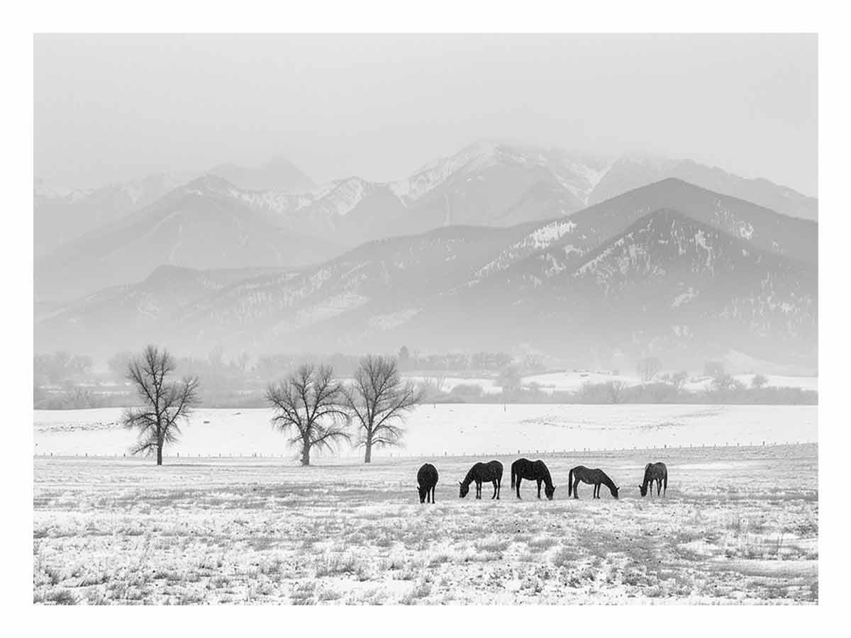 Open Filed Canvas Art Print-0