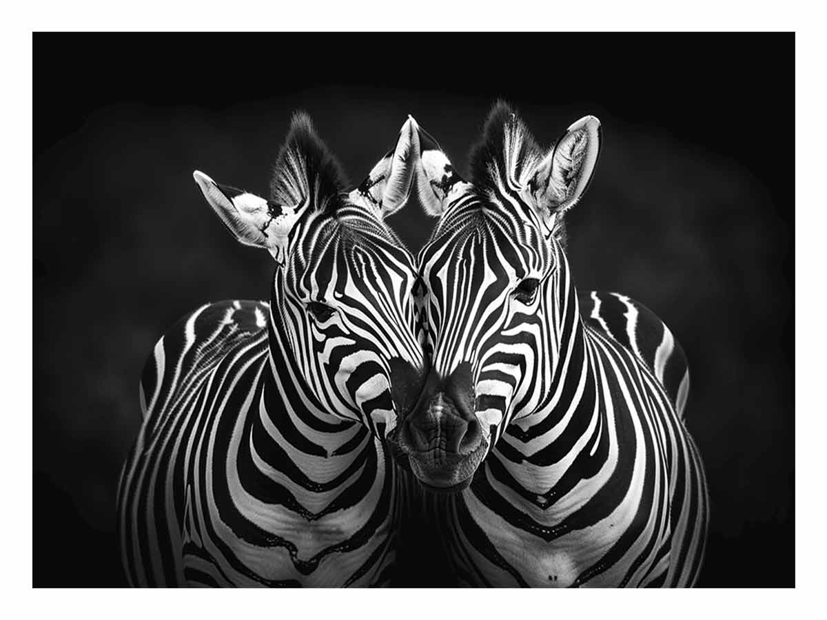 Two Zebras  bl;ack & white Photography  Canvas Art Print-0