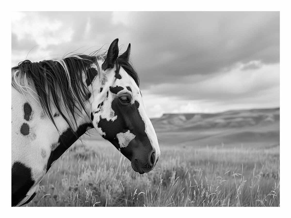 Horse Black & white Photography Canvas Art Print-0