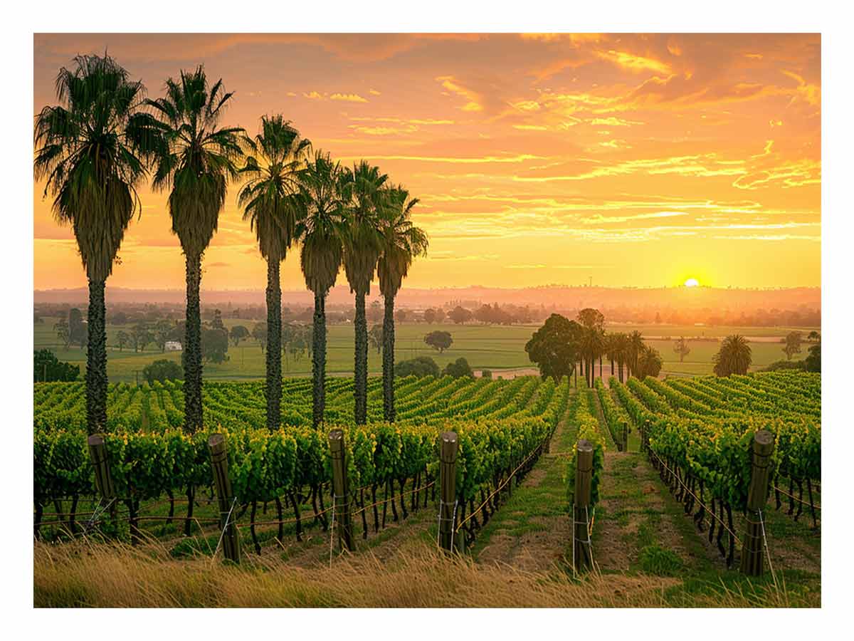 Wine Farm Canvas Art Print-0