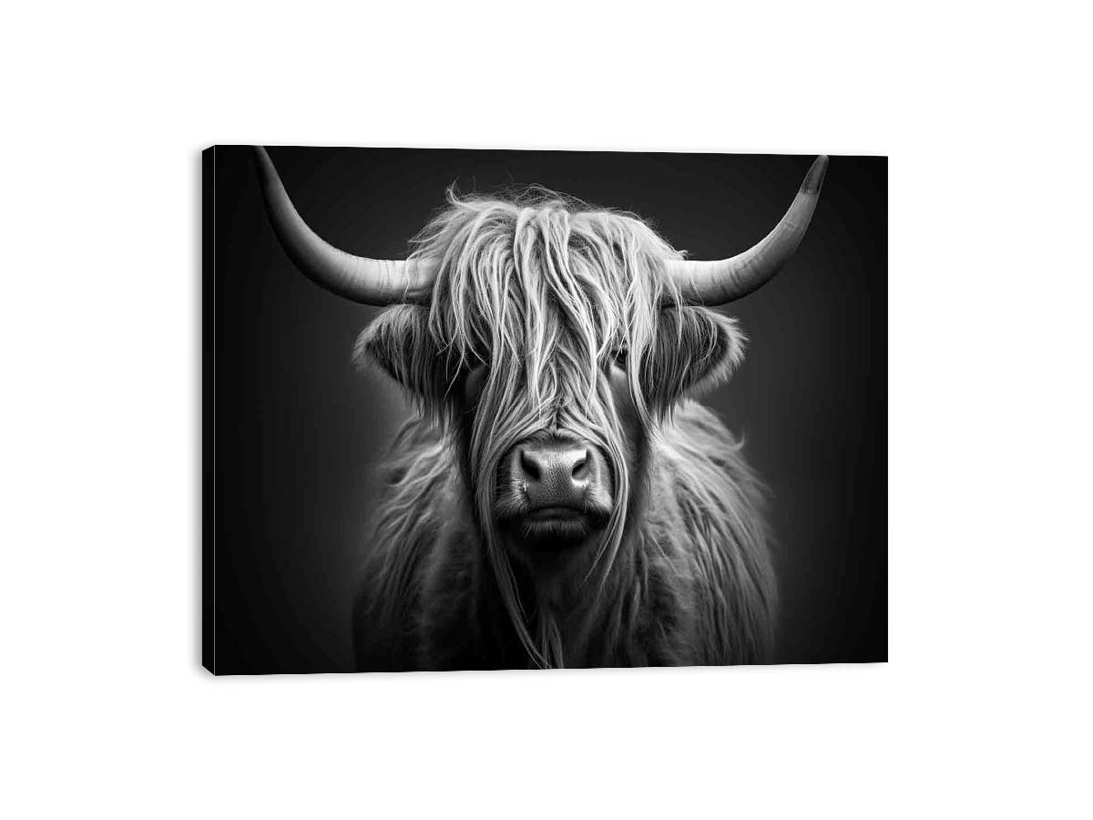 Black And White Highland  Cow-3