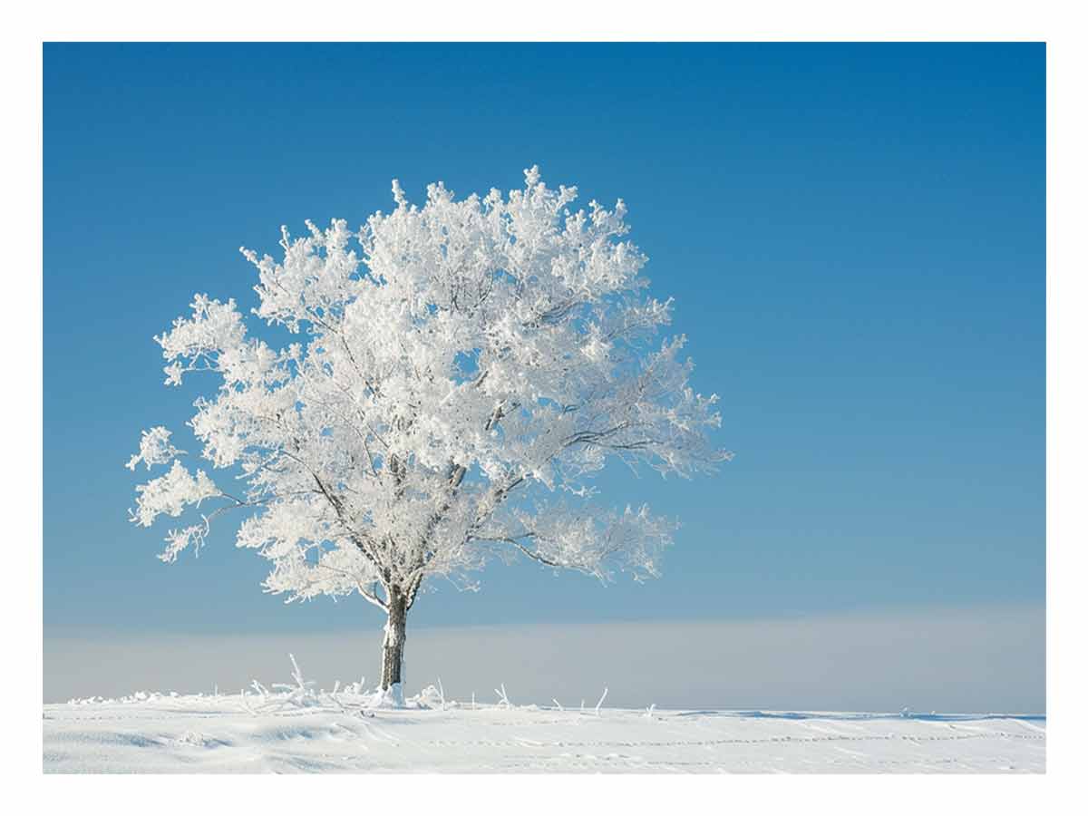 Solitary Tree  Canvas  Art Print-0