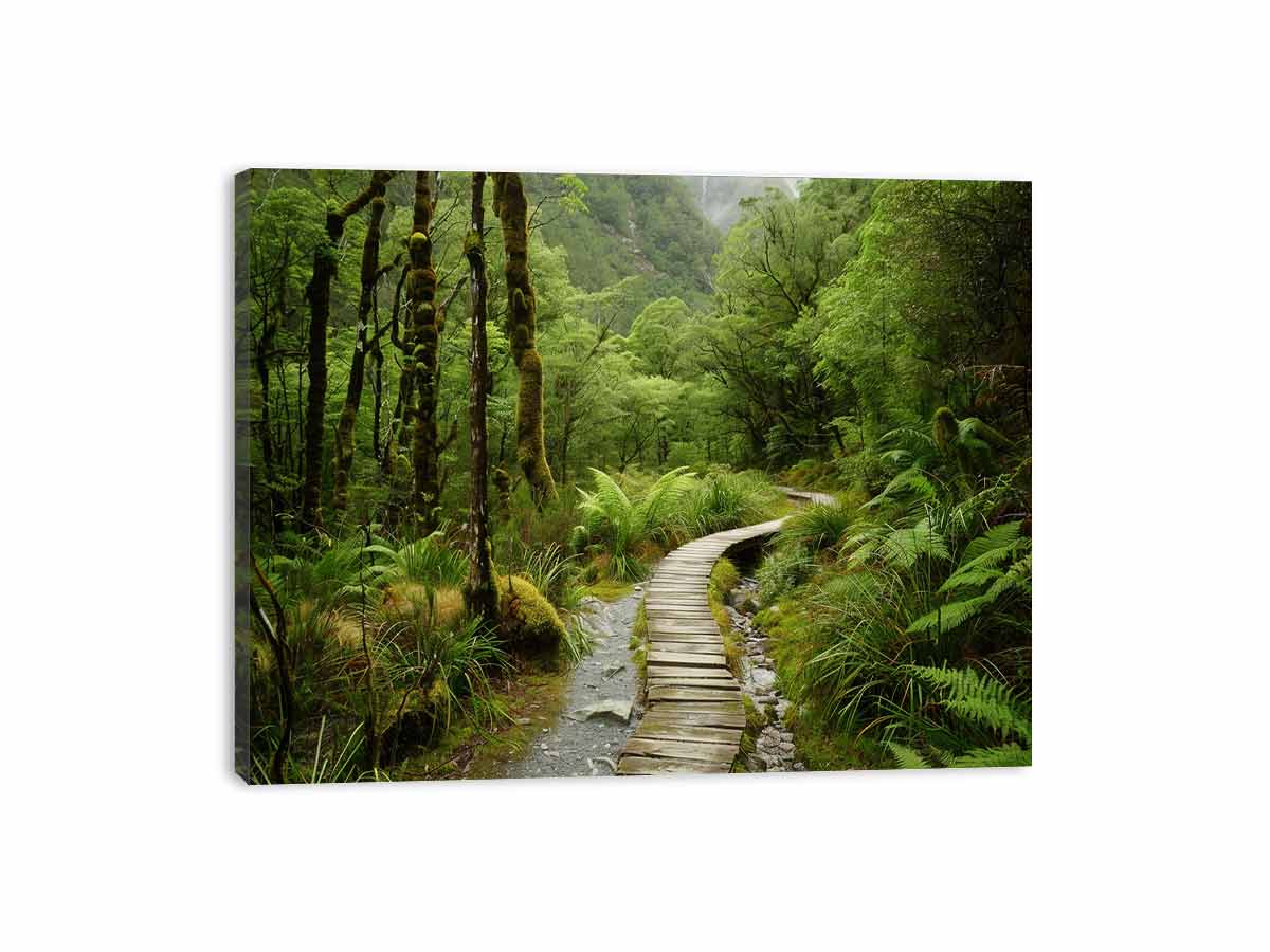 Morning  Forest Track  Canvas Art Print-3