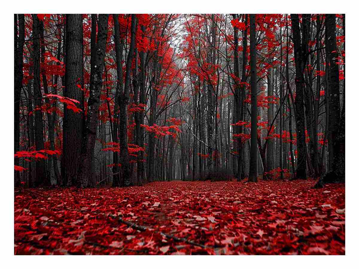 Red Forest  Tress Art Canvas Art Print-0